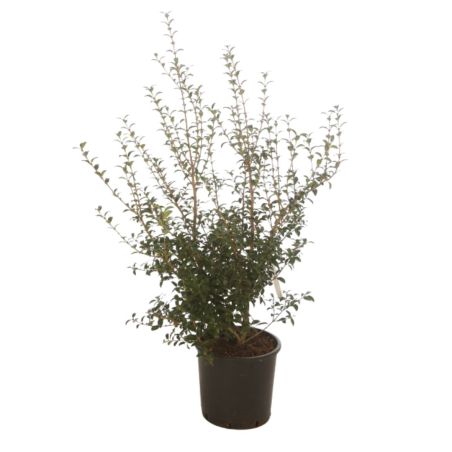 Osmanthe de Burkwood - Osmanthus xburkwoodii en Pot 15L 80/100cm