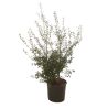 Osmanthe de Burkwood - Osmanthus xburkwoodii en Pot 15L 80/100cm