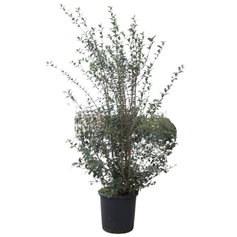 Osmanthe de Burkwood - Osmanthus xburkwoodii en Pot 15L 80/100cm