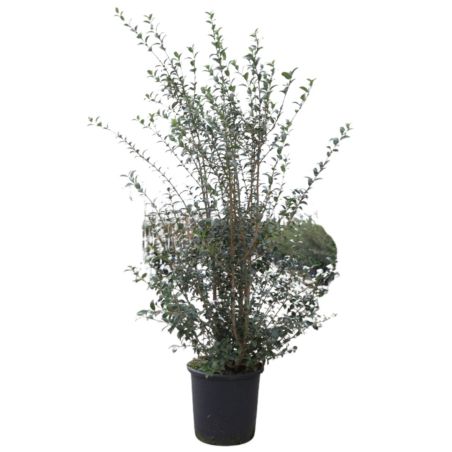 Osmanthe de Burkwood - Osmanthus xburkwoodii en Pot 15L 80/100cm