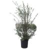 Osmanthe de Burkwood - Osmanthus xburkwoodii en Pot 15L 80/100cm