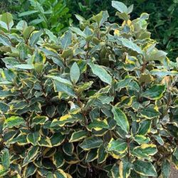 Chalef d’Ebbingei Viveleg - Elaeagnus xebbingei Viveleg en Pot 18L 120cm
