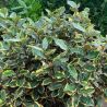Chalef d’Ebbingei Viveleg - Elaeagnus xebbingei Viveleg en Pot 18L 120cm