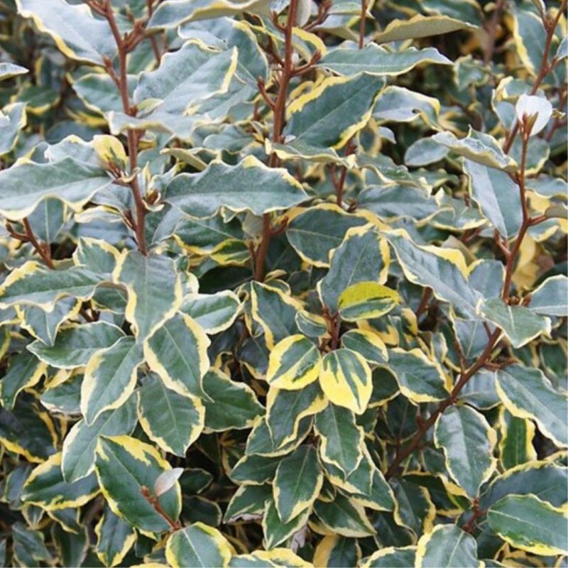 Chalef d’Ebbingei Viveleg - Elaeagnus xebbingei Viveleg en Pot 18L 120cm