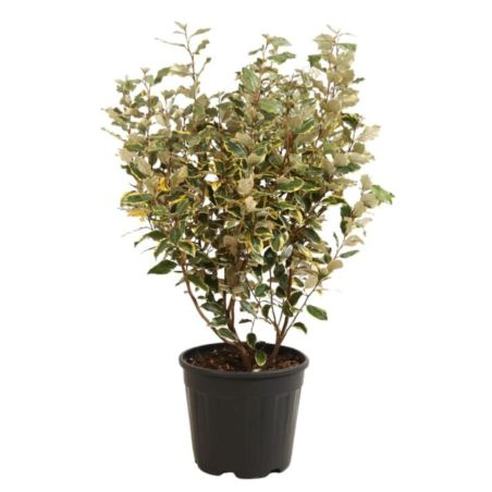Chalef d’Ebbingei Viveleg - Elaeagnus xebbingei Viveleg en Pot 18L 120cm