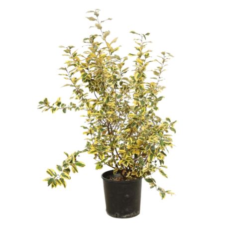 Chalef d’Ebbingei Viveleg - Elaeagnus xebbingei Viveleg en Pot 18L 120cm