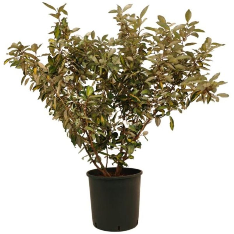 Chalef d’Ebbingei Limelight - Elaeagnus xebbingei Limelight en Pot 18L 100/120cm