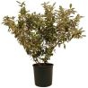 Chalef d’Ebbingei Limelight - Elaeagnus xebbingei Limelight en Pot 18L 100/120cm