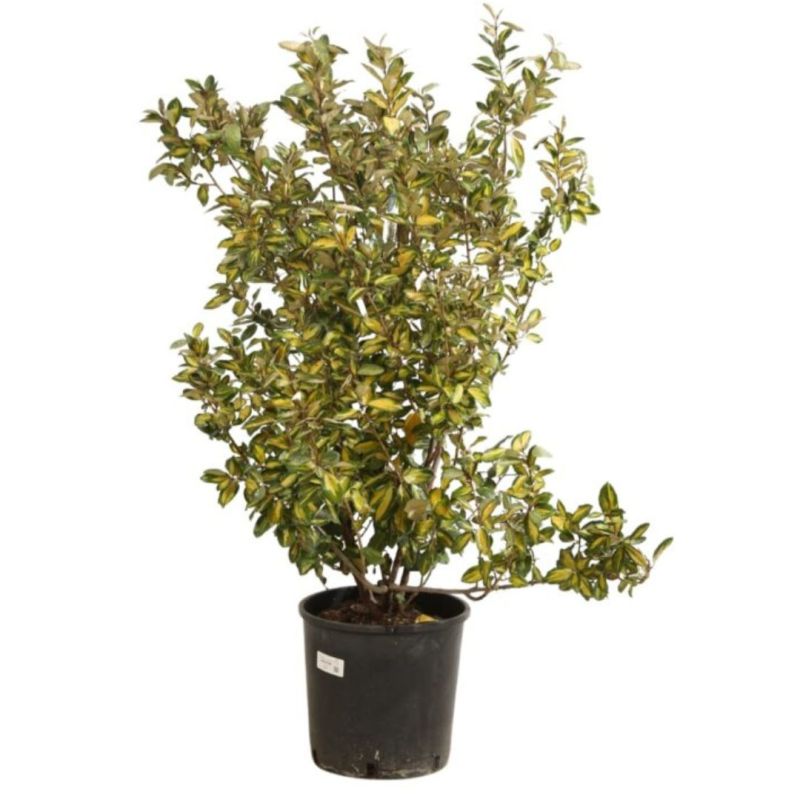 Chalef d’Ebbingei Limelight - Elaeagnus xebbingei Limelight en Pot 18L 100/120cm