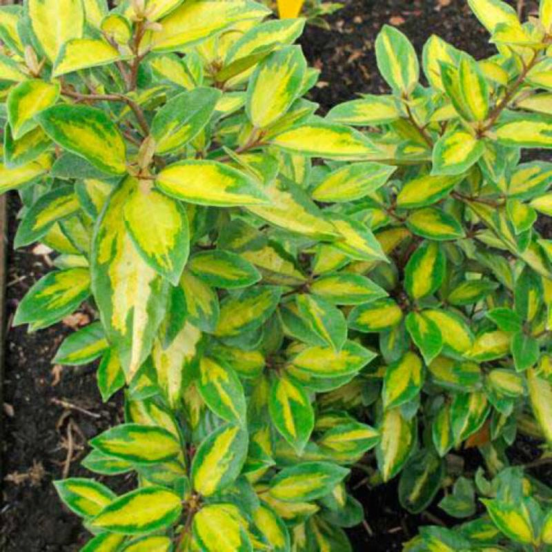 Chalef d’Ebbingei Limelight - Elaeagnus xebbingei Limelight en Pot 18L 100/120cm