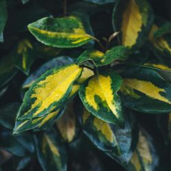 Chalef d’Ebbingei Limelight - Elaeagnus xebbingei Limelight en Pot 18L 100/120cm