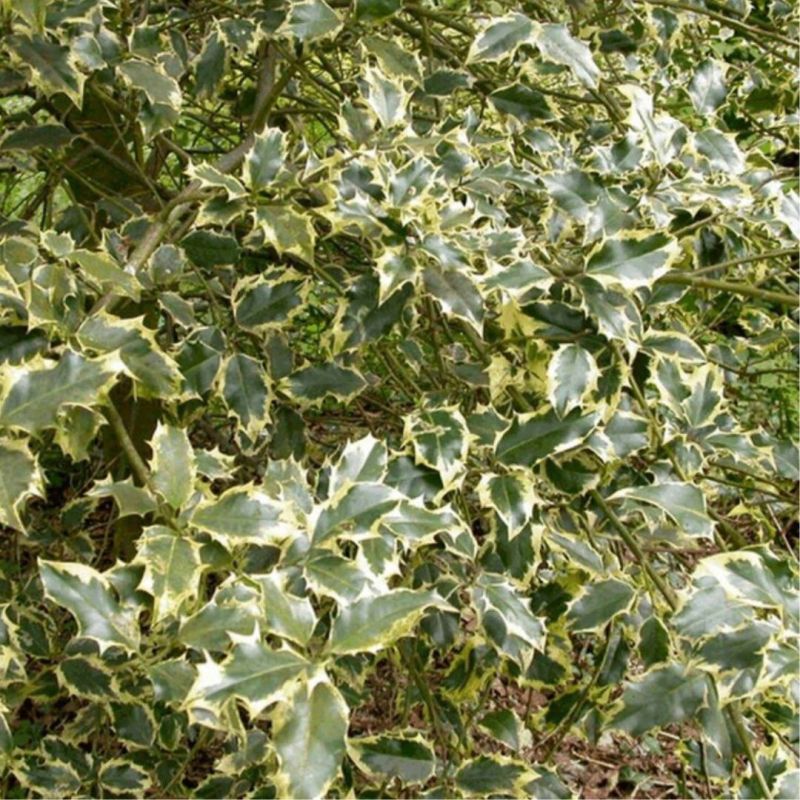Houx commun - Ilex aquifolium en Motte 80/100cm