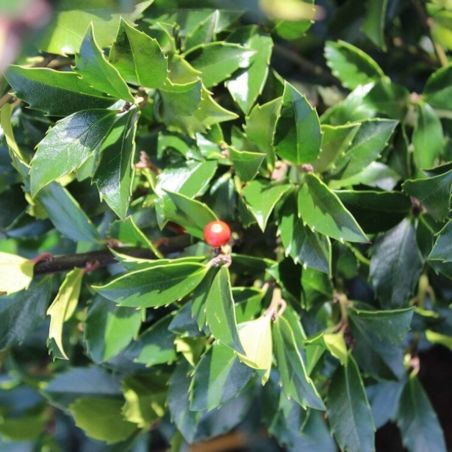 Houx Blue Maid - Ilex meserveae Blue Maid en Motte 80/100cm