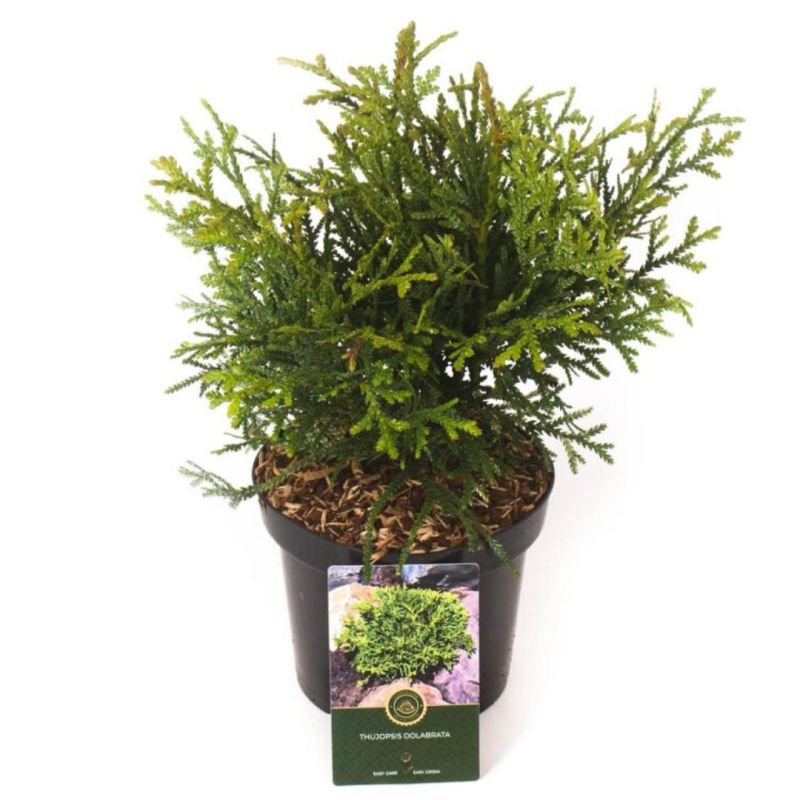 Thujopsis du Japon - Thujopsis dolabrata 20/30 cm Pot 2,5L