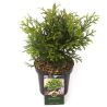 Thujopsis du Japon - Thujopsis dolabrata 20/30 cm Pot 2,5L