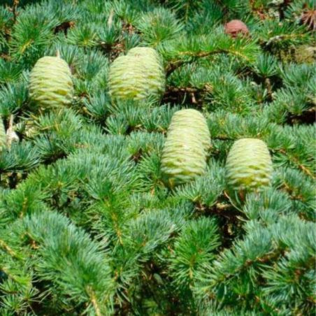 Cèdre du Liban Glauca - Cedrus libani Glauca 60/80cm Pot 9L