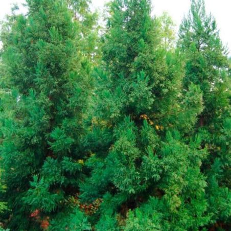 Cryptoméria du Japon Kitayama - Cryptomeria japonica Kitayama 25/35cm Pot 2,5L