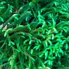 Cryptoméria du Japon Little Champion - Cryptomeria japonica Little Champion 15/25cm Pot 2,5L