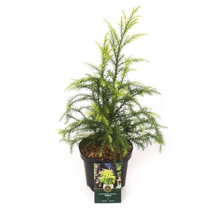 Cryptoméria du Japon Sekkan - Cryptomeria japonica Sekkan 25/35cm Pot 2,5L