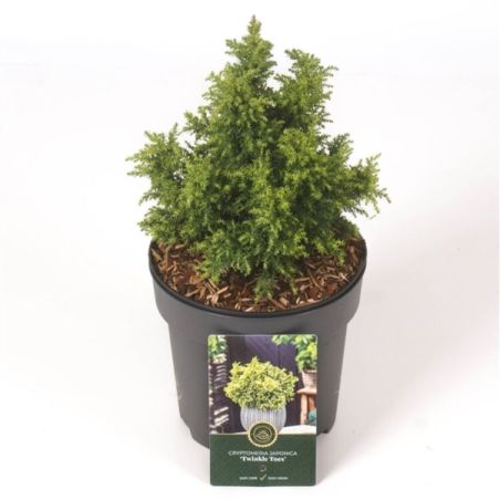 Cryptoméria du Japon Twinkle Toes - Cryptomeria japonica Twinkle Toes 15/25cm Pot 2,5L