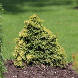Cryptoméria du Japon Vilmorin Gold - Cryptomeria japonica Vilmorin Gold 15/25cm Pot 2,5L