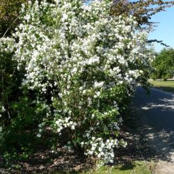 Seringat - Philadelphus Bouquet Blanc 3L