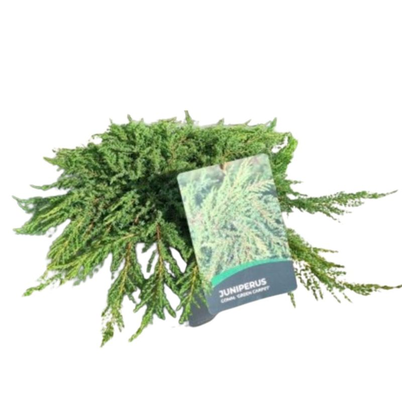 Genévrier commun Green Carpet - Juniperus communis Green Carpet 10cm Pot 10L