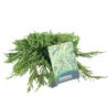 Genévrier commun Green Carpet - Juniperus communis Green Carpet 10cm Pot 10L