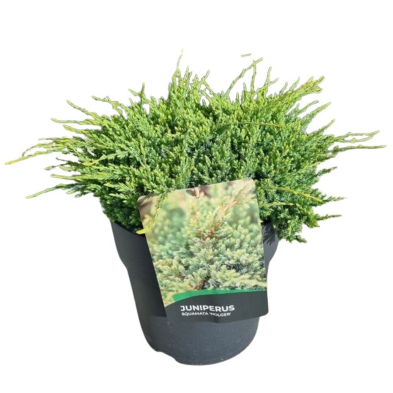 Genévrier écailleux Holger - Juniperus squamata Holger 20cm Pot 10L