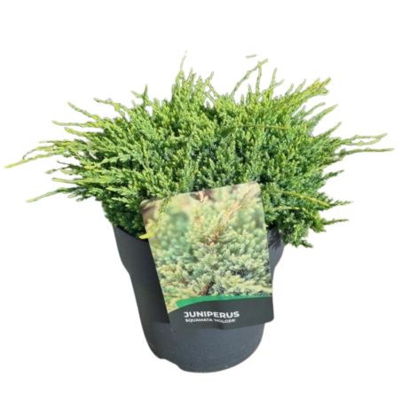 Genévrier écailleux Holger - Juniperus squamata Holger 20cm Pot 10L