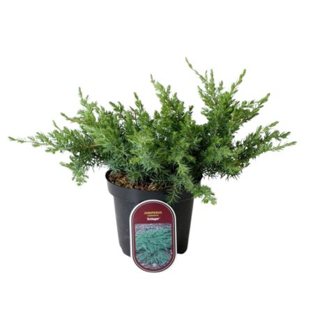 Genévrier des sables Schlager - Juniperus conferta Schlager 25/35cm Pot 2,5L