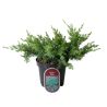 Genévrier des sables Schlager - Juniperus conferta Schlager 25/35cm Pot 2,5L