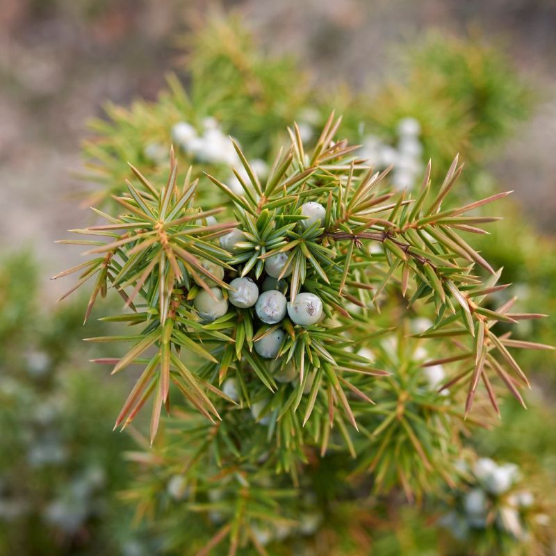 Genévrier commun Compressa - Juniperus communis Compressa 25/35cm Pot 2,5L