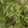 Genévrier commun Compressa - Juniperus communis Compressa 25/35cm Pot 2,5L