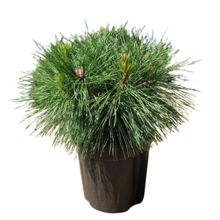Pin noir Brepo - Pinus nigra Brepo 25/30cm Pot 8L