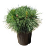 Pin noir Brepo - Pinus nigra Brepo 25/30cm Pot 8L