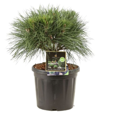 Pin noir Brepo - Pinus nigra Brepo 25/30cm Pot 8L