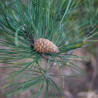 Pin noir Brepo - Pinus nigra Brepo 25/30cm Pot 8L