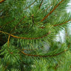 Pin noir Brepo - Pinus nigra Brepo 25/30cm Pot 8L