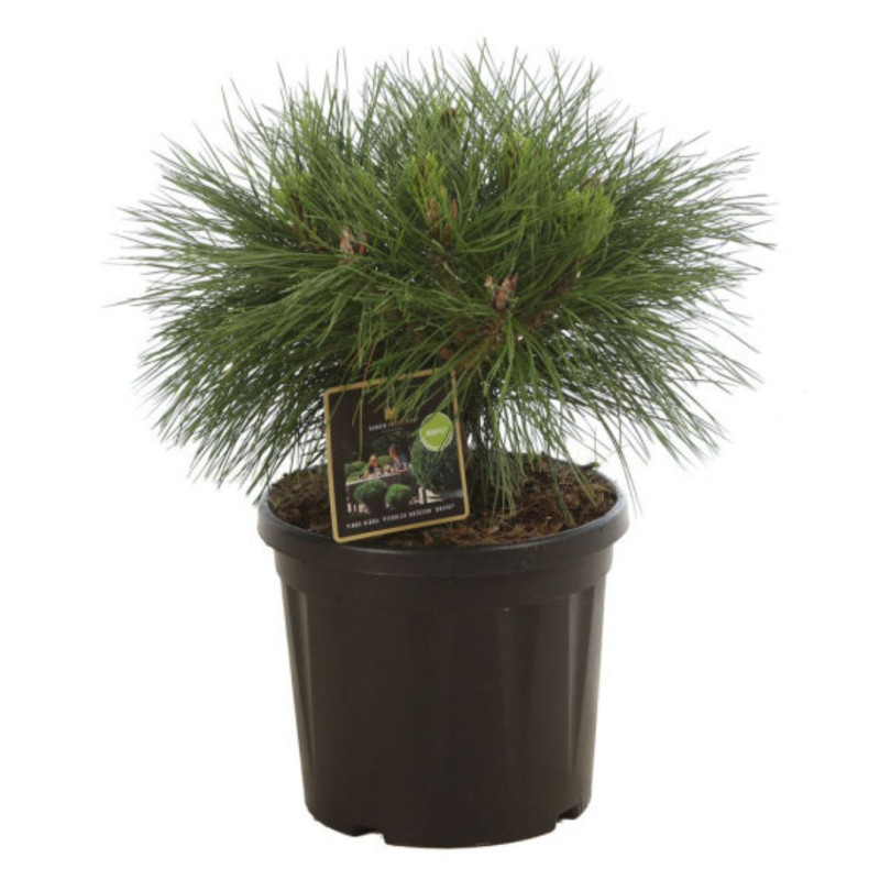 Pin noir Brepo - Pinus nigra Brepo 25/30cm Pot 8L