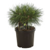 Pin noir Brepo - Pinus nigra Brepo 25/30cm Pot 8L