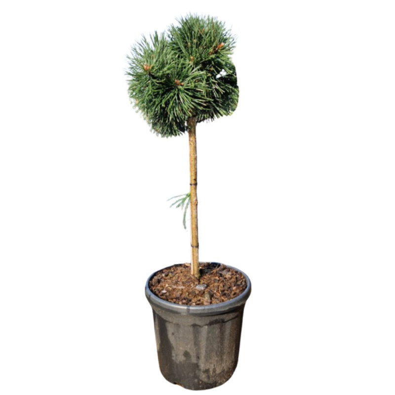 Pin noir Green Pearl - Pinus nigra Green Pearl Tige 40cm Pot 8L