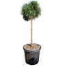Pin noir Green Pearl - Pinus nigra Green Pearl Tige 40cm Pot 8L