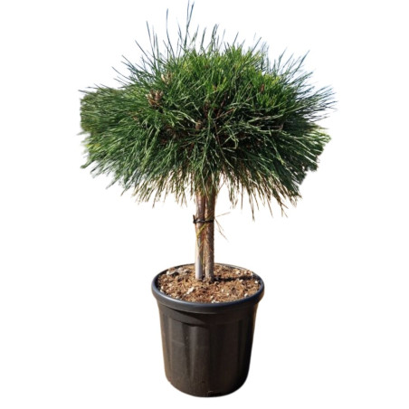 Pin noir Brepo - Pinus nigra Brepo diamètre Boule 25cm Tige 30cm Pot 8L