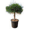 Pin noir Brepo - Pinus nigra Brepo diamètre Boule 25cm Tige 30cm Pot 8L