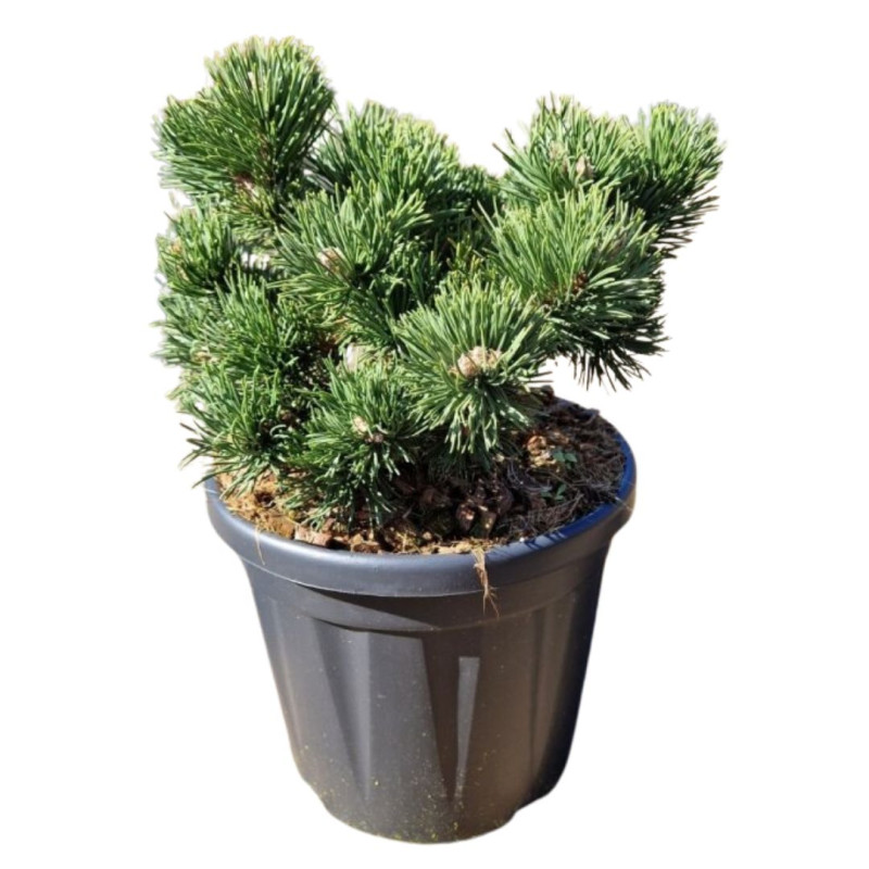 Pin mugo Jakobsen - Pinus mugo Jakobsen 25/30cm Pot 8L