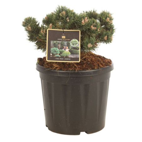 Pin mugo Jakobsen - Pinus mugo Jakobsen 25/30cm Pot 8L
