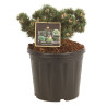 Pin mugo Jakobsen - Pinus mugo Jakobsen 25/30cm Pot 8L