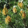 Pin mugo Jakobsen - Pinus mugo Jakobsen 25/30cm Pot 8L