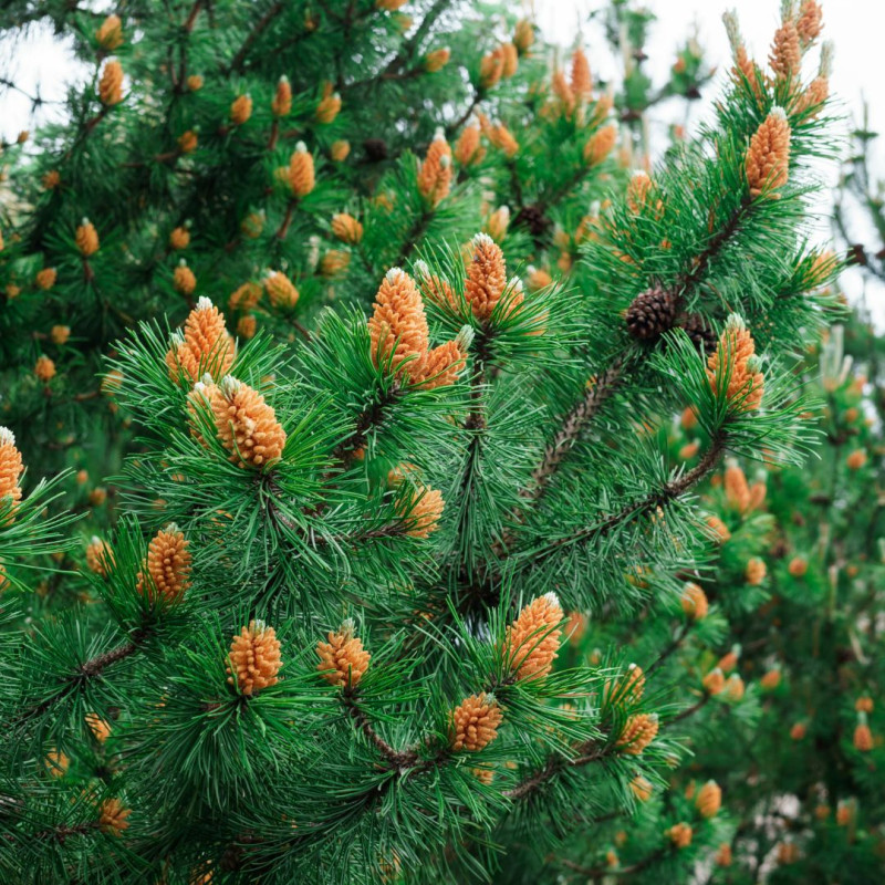 Pin mugo Jakobsen - Pinus mugo Jakobsen 25/30cm Pot 8L